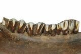Pleistocene Aged Fossil Bison Jaw Bone - Kansas #152245-5